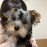 トリミング前のラッキー！今見ると結構毛が長かったね