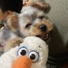 この噛み心地たまらん！