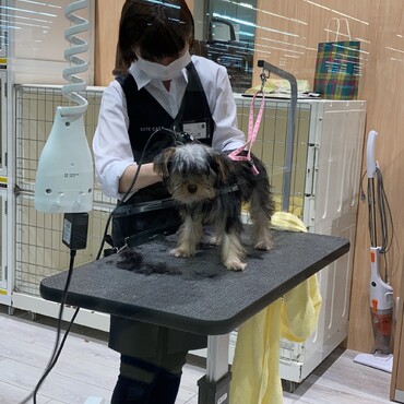 「たすけて…。」ラッキー、初めてのトリミング（笑）