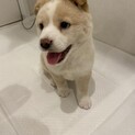 人懐っこい和雑種中〜大型犬　子犬　つくしくん