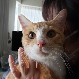 茶白の１歳くらいの男の子、とても可愛いです