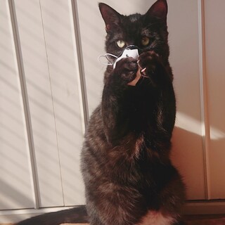 黒猫ほこりーちゃん、白いおパンツはいてます！