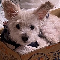ムーン