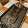 の写真