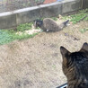 庭にハクビシンが！！