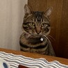 ゴハンはまだですか