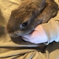 里親様募集！人懐こくて可愛い子です。