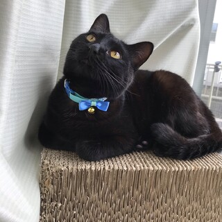 かっこいい黒猫の男の子　２０２０年春うまれ
