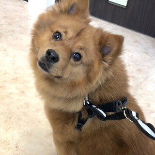 穏やかな男の子  寅二くん
