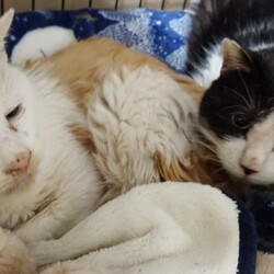 「命」サムネイル2