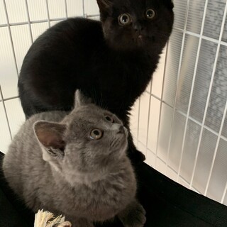 一緒がいいな~もふもふ兄妹　3か月