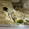 たのたつ