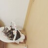 にゃんりら