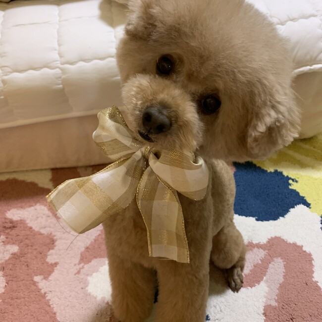 nonko☆.*˚のカバー写真