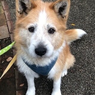 人が大好き、穏やかで手のかからないしゅんたろう