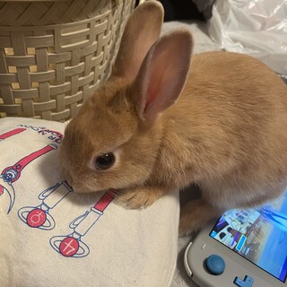 ネザーランドドワーフ 赤ちゃん