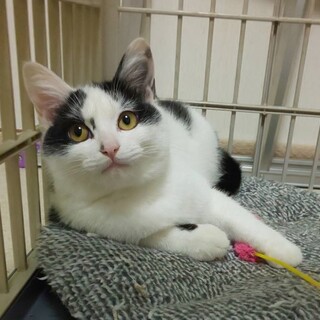 超ビビりのノアちゃん美猫です