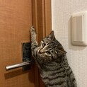雑種　キジトラ　5ヶ月です！
