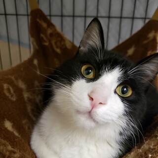 白黒ハチワレ兄弟　ピンクのお鼻の ピアノ♂