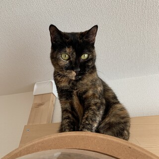 おっとり穏やかなハイジちゃん