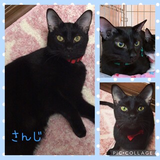 【2月13日譲渡会参加】黒猫艶々さんじ君