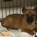 ちーずです。先住犬の力を貸してください