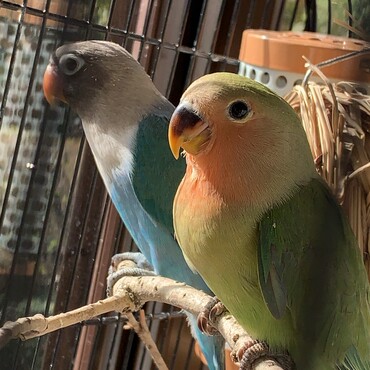 あおちゃンとヴェルちゃん