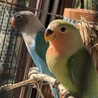 あおちゃンとヴェルちゃん
