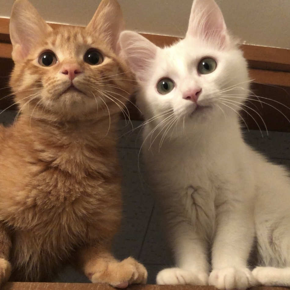 テンのカバー写真