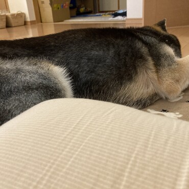 どこから映しても、寝姿ばかりだワン。