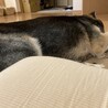 どこから映しても、寝姿ばかりだワン。