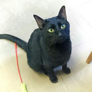 ツンデレ男子「くましぃ」