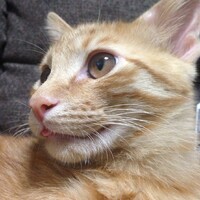 ラテ