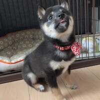 おはぎ