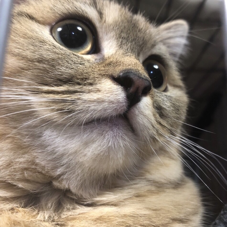 ぴくのカバー写真