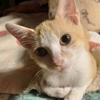 元気で甘えん坊！金ごまくん