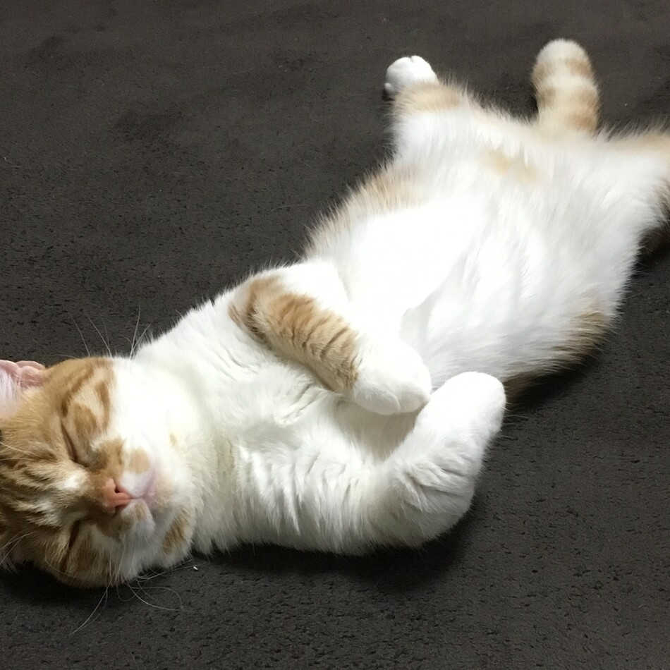 いなりのカバー写真