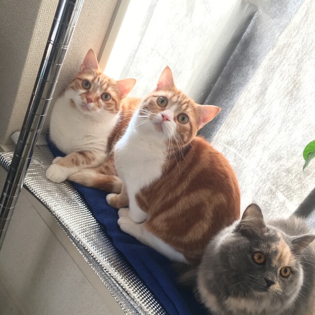 あんてぃのカバー写真