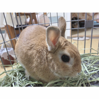 ミニウサギの男の子、6歳です