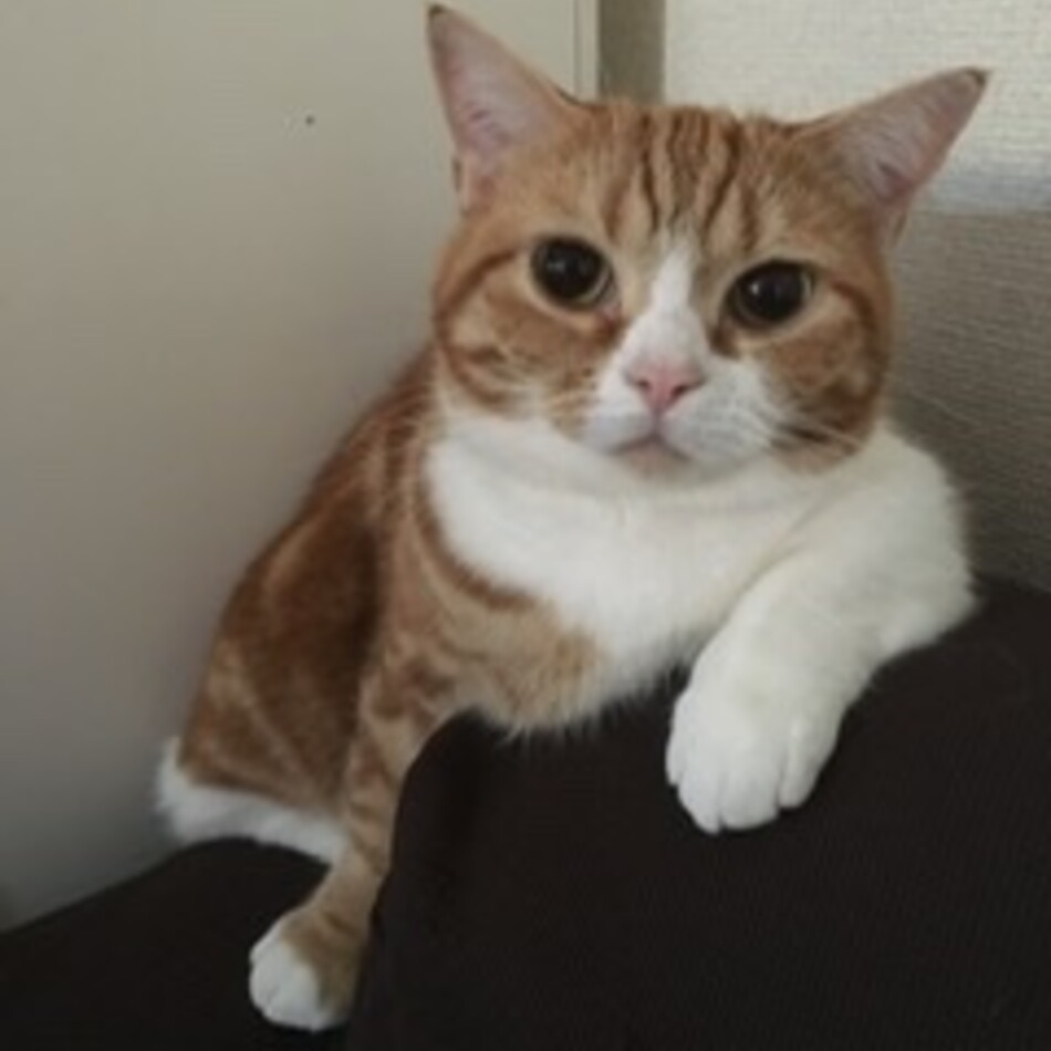 ぼたん（通称ふぐみ）のカバー写真