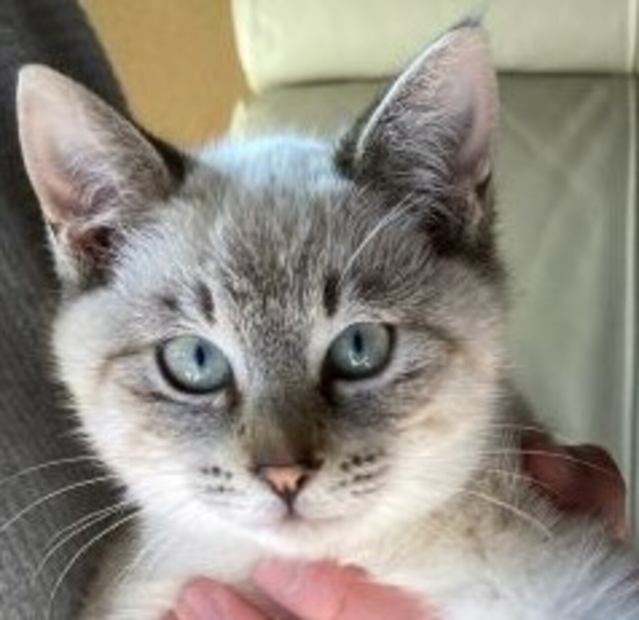 じゃれねこチャンとふわふわシュシュサバトラ