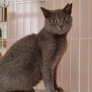 ロシアンブルー 穏やかな女の子