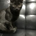 肩にのる子