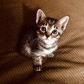 かぎしっぽ