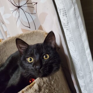 お話大好きモフモフ黒猫ちゃん