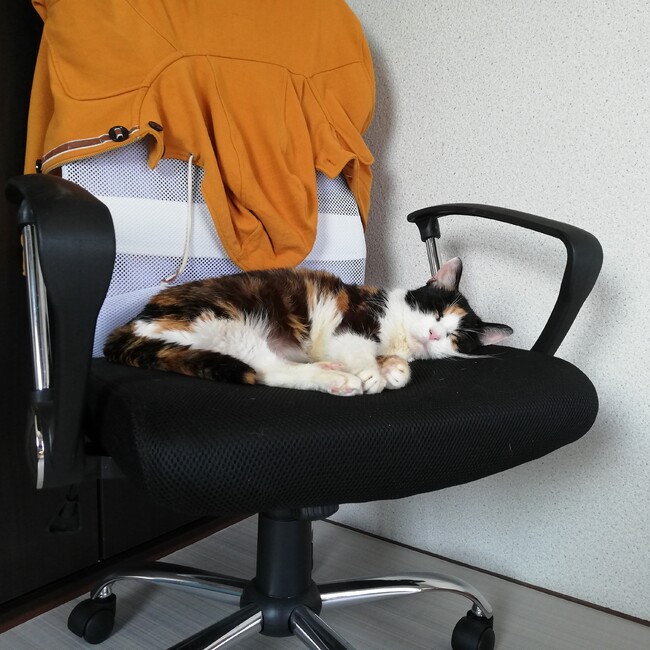 鉄分のカバー写真