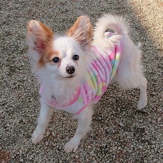 パピヨン３～４歳★ランちゃん　繁殖引退犬