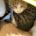野良猫ちゃんの赤ちゃん☆2月に生まれた子猫