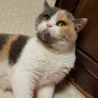 ゴロゴロ甘えん坊★ピノコちゃん