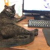 リモートワーク中に邪魔してきます、